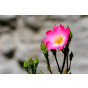 Rosa rubiginosa | Wilde roos | Egelantier