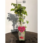 Rubus frut. 'Thornless Evergreen' doornloze braam