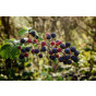 Rubus fruticosus - Gewone braam