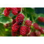 Rubus idaeus - Framboos