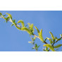 Salix alba Chermesina | Schietwilg