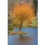 Salix alba Chermesina - Schietwilg - Boom
