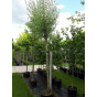 Salix alba - Knotwilg - boom