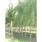 Salix sep. Chrysocoma - Treurwilg