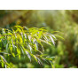 Salix fragilis | Kraakwilg