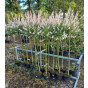 Salix Hakuro Nishiki - wilg op stam - boom