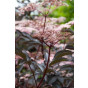 Zwarte vlier - Sambucus nigra Black Lace