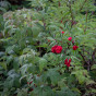 Sambucus racemosa - Trosvlier