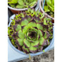 Sedum sempervivum - Huislook - Vetkruid
