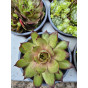 Sedum sempervivum - Huislook - Vetkruid