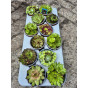 Sedum sempervivum - Huislook - Vetkruid