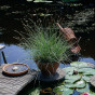 Sesleria caerulea - Blauwgras