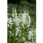 Sidalcea candida Bianca - Griekse Malva