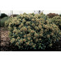 Skimmia japonica Fragrant Cloud