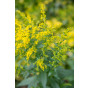 Solidago Goldkind - Guldenroede