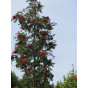 Sorbus aucuparia Edulis - Lijsterbes - boom