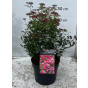 Spiraea japonica Anthony Waterer - Spierstruik - Spirea