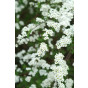 Spiraea cinera Grefsheim | Spierstruik | Spirea