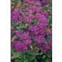 Spiraea japonica 'Goldflame' - Spierstruik - Spirea