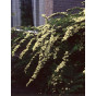 Spiraea vanhouttei - Spierstruik - Spirea