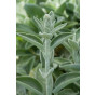 Stachys byzantina Silver Carpet - Ezelsoor