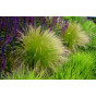 Stipa tenuissima Ponytails - Vedergras