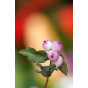 Symphoricarpos d. Magic Berry - Sneeuwbes