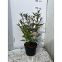 Syringa Miss Kim - Dwergsering