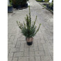 Taxus baccata- Venijnboom