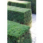 Taxus media 'Hilli' - Venijnboom