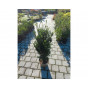Taxus media 'Hilli' - Venijnboom