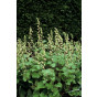 Tellima grandiflora