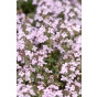 Thymus serphyllum Elfin - Tijm