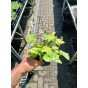 Tiarella wherryi - Schuimbloem