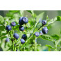 Vaccinium cor. Ama - Blauwe bes