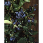 Vaccinium corymbosum Brigitta blue - Bosbes