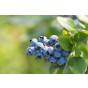 Vaccinium cor. Duke - Blauwe bes