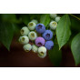 Vaccinium cor. Emblue - Blauwe bes