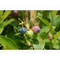 Blauwe bes - Vaccinium corymbosum Goldtraube