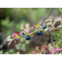 Vaccinium cor. Jersey - Blauwe bes