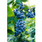 Vaccinium cor. Liberty - Blauwe bes