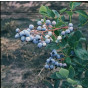 Vaccinium corymbosum Northland - Bosbes