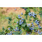 Vaccinium cor. Sunshine Blue - Blauwe bes