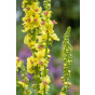 Verbascum olympicum - Toorts