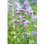 Verbena bonariensis - Ijzerhard