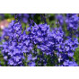 Veronica austriaca Royal Blue - Ereprijs