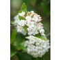 Viburnum burkwoodii | Sneeuwbal