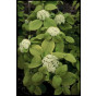 Viburnum lantana - Sneeuwbal