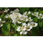 Viburnum plic. Watanabe - Japanse Sneeuwbal