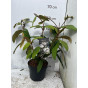 Viburnum rhytidophyllum - Sneeuwbal